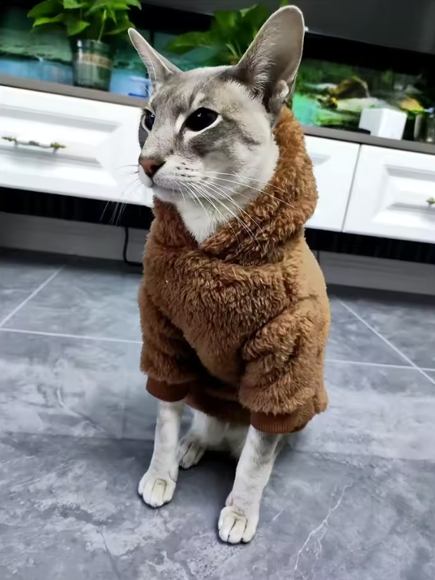 Gato con pelo vestido con suéter de invierno acolchado marrón.