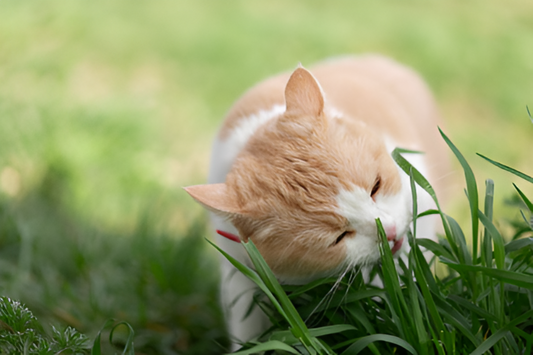 Gato oliendo y probando hierba gatera catnip, también llamada nepeta cataria, nepetalactona.