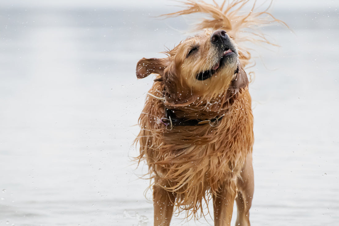 Cómo bañar a tu perro correctamente paso a paso. Guía práctica de cuidado canino: champú, técnica, frecuencia y consejos para un baño seguro, cómodo y sin estrés.