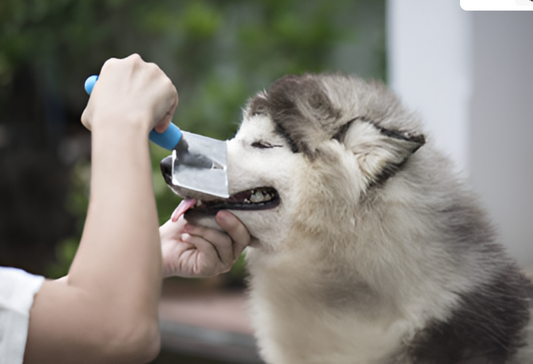 Perro recibiendo grooming completo en peluquería canina: baño, secado, cepillado, limpieza de orejas y corte de uñas