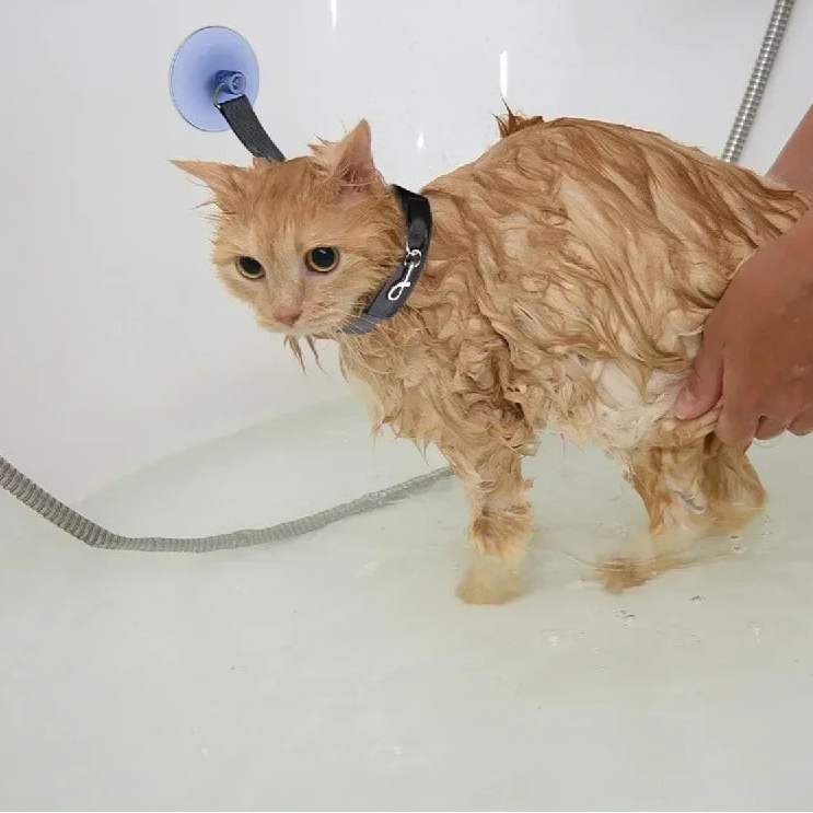 Lavando a gato con el collar de sujeción de baño con ventosa para mascotas.