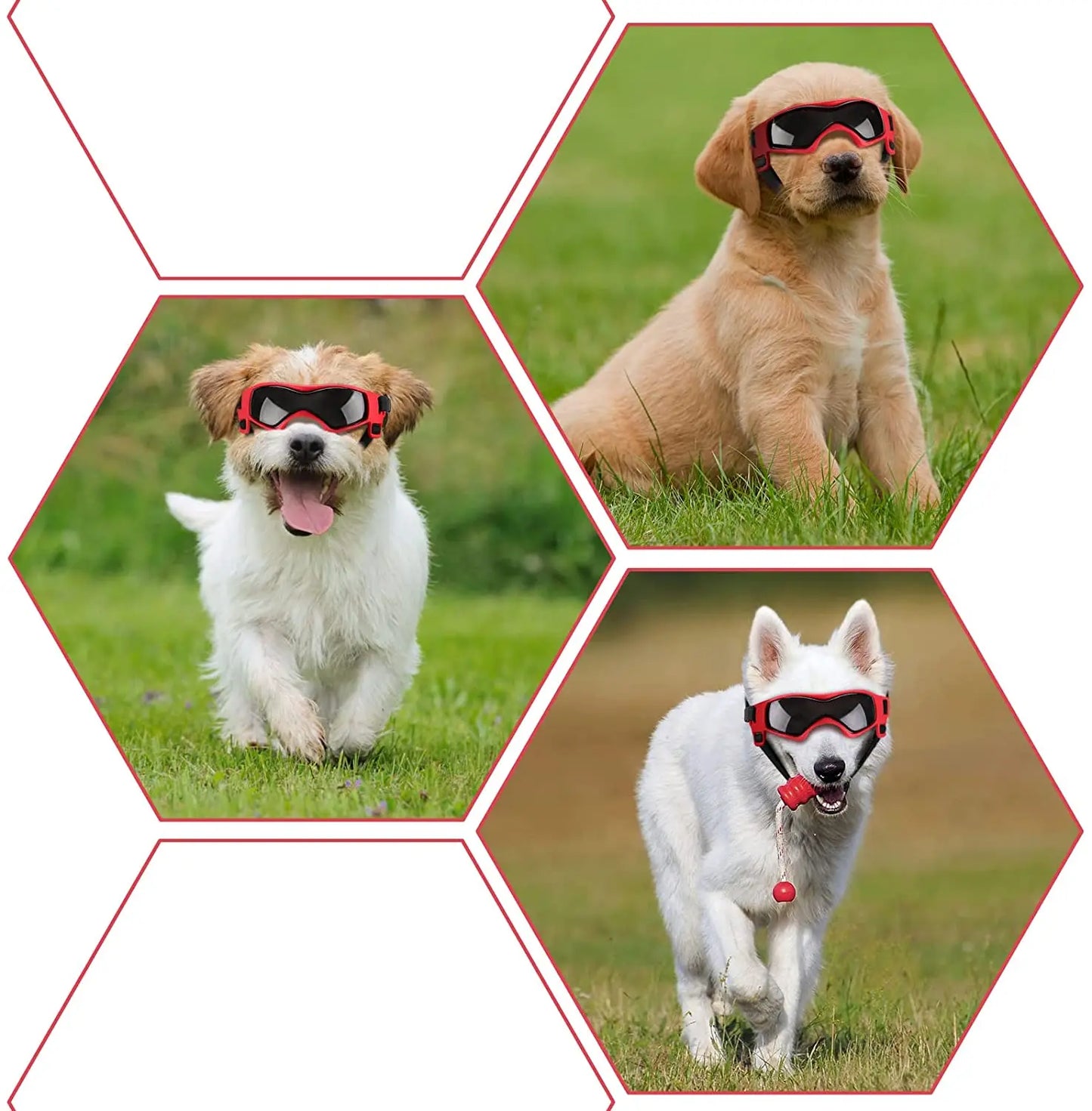 Tres perros con las gafas rojas de protección solar y ultravioleta con lentes de policarbonato y correas ajustables.