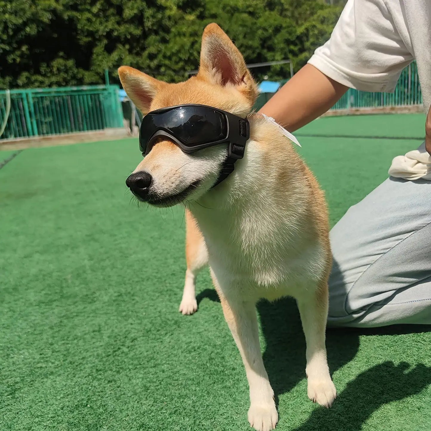 Perro con las gafas de protección solar y ultravioleta con lentes de policarbonato y correas ajustables.