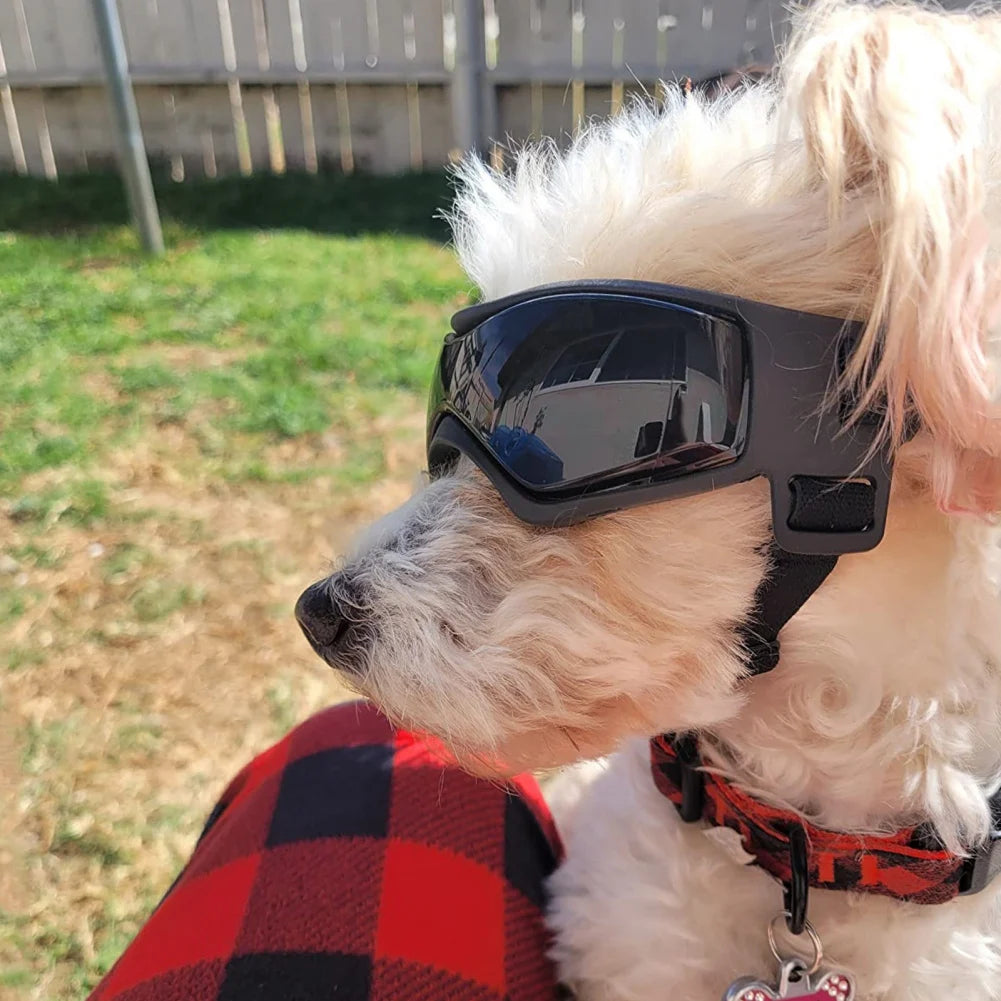 Perro pequeño con gafas de protección solar y ultravioleta con lentes de policarbonato y correas ajustables.