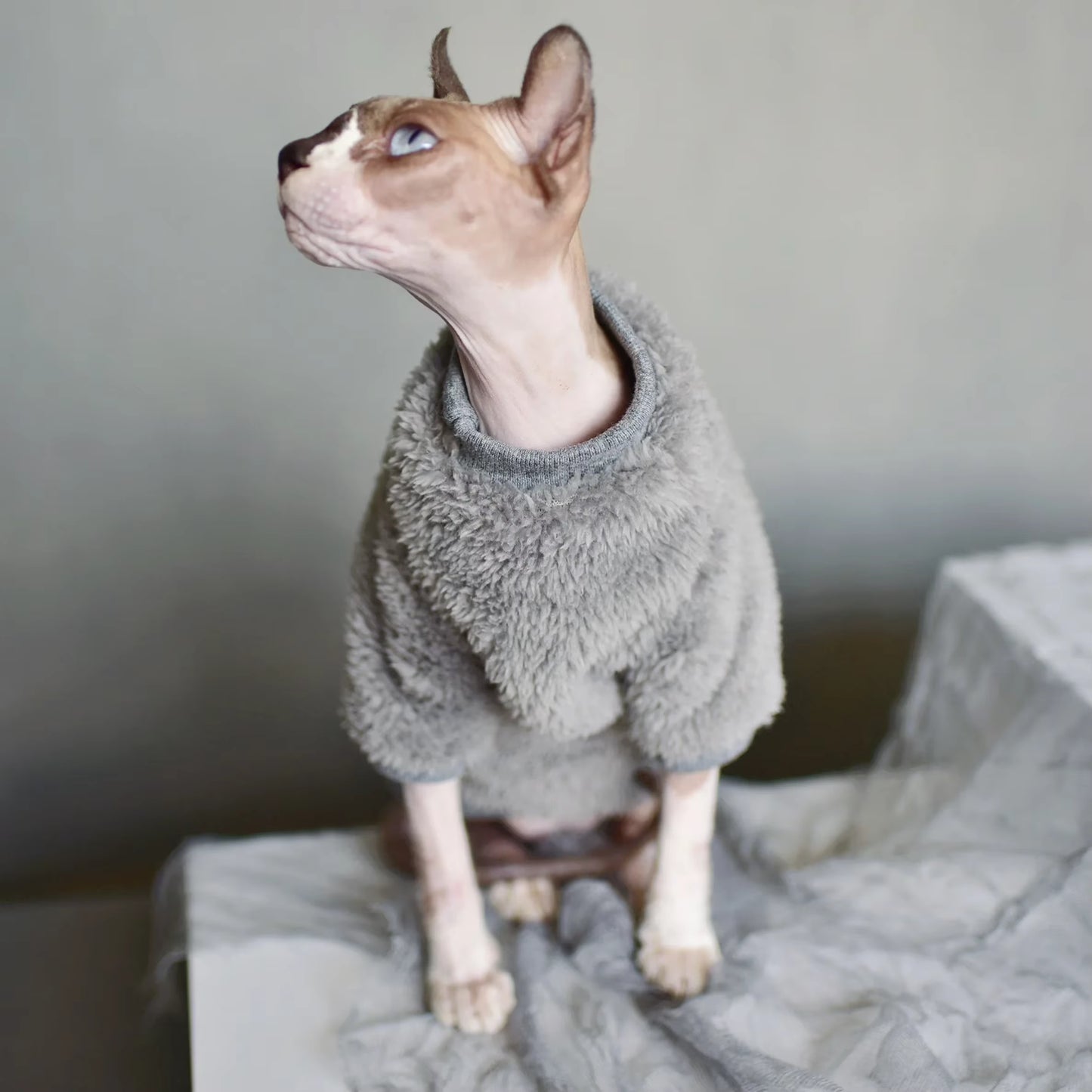 Suéter de invierno para Sphynx — Ropa térmica acolchada para gatos sin pelo